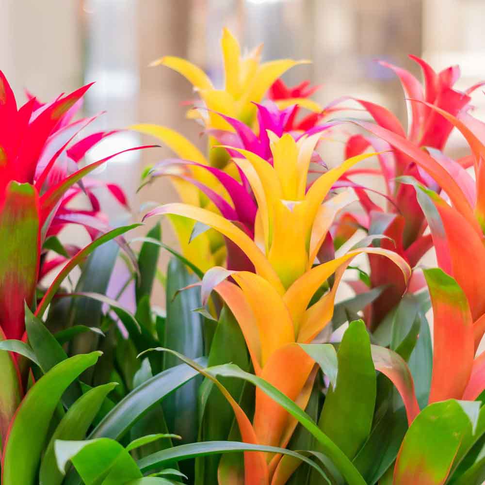 Bromelia Florence Portocaliu In Ghiveci Decorativ