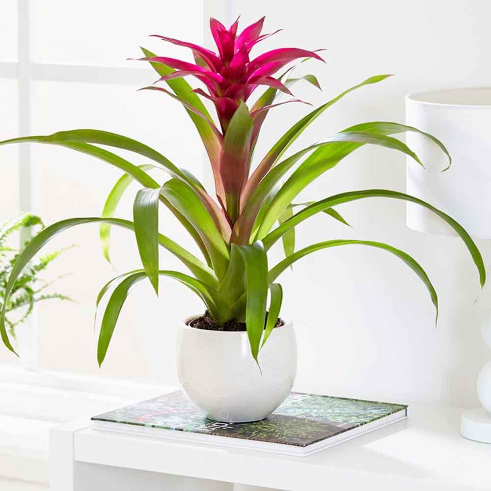 Bromelia Florence Roz In Ghiveci Decorativ