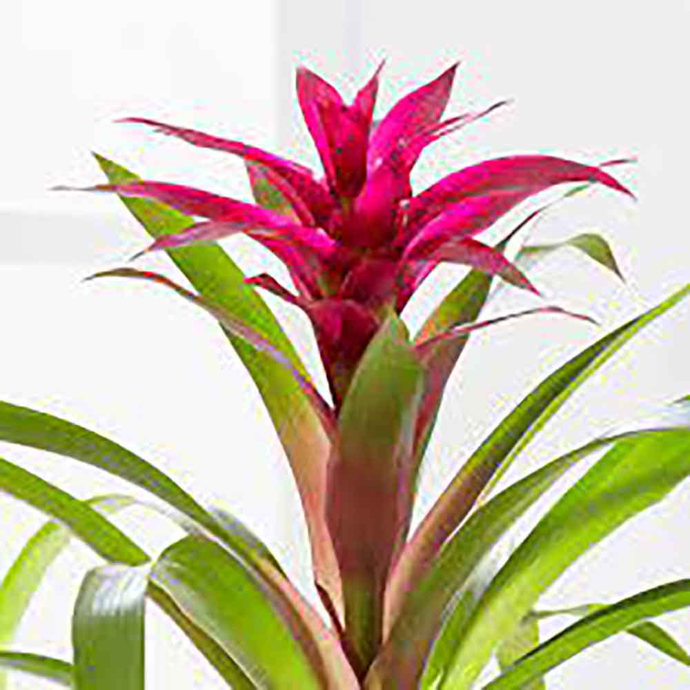 Bromelia Florence Roz In Ghiveci Decorativ