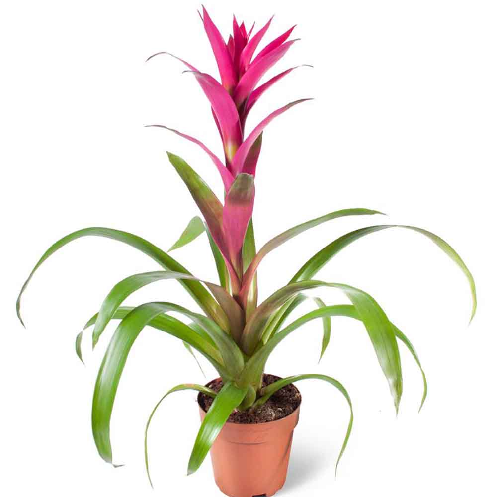 Bromelia Florence Roz In Ghiveci Decorativ