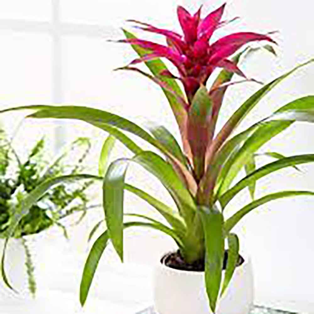Bromelia Florence Roz In Ghiveci Decorativ