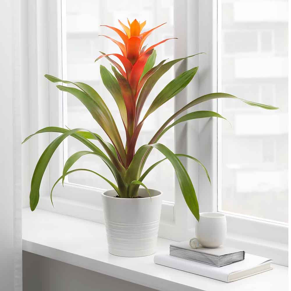 Bromelia Florence Rosu In Ghiveci Decorativ