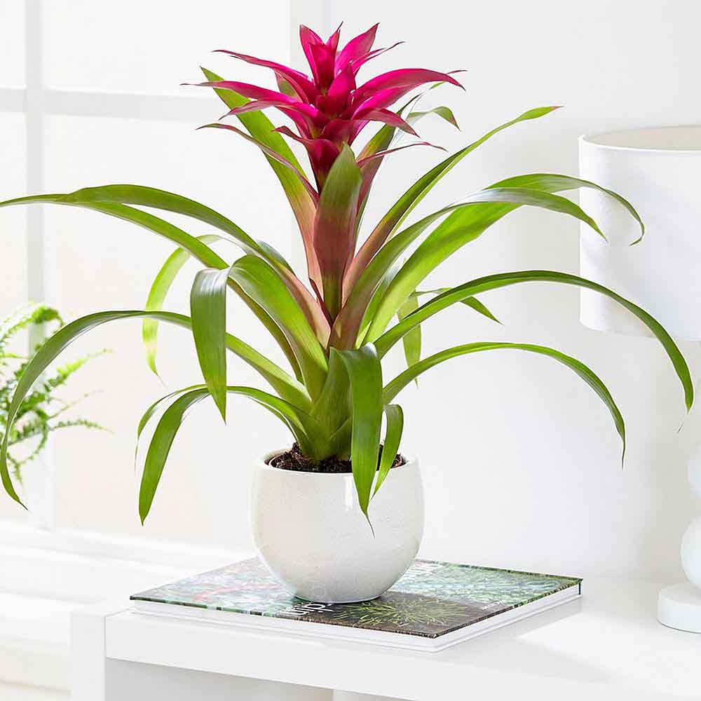 Bromelia Florence Rosu In Ghiveci Decorativ