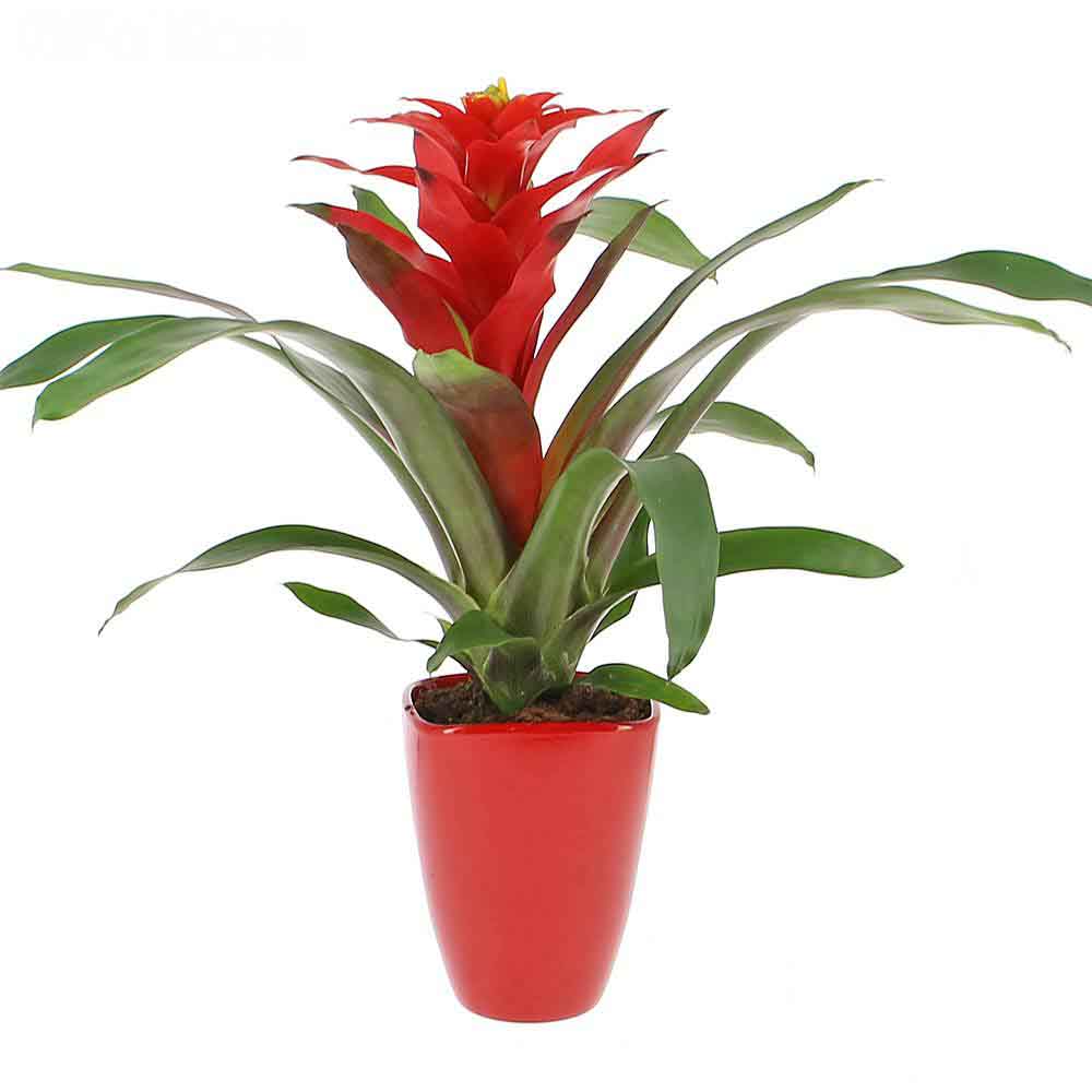Bromelia Florence Rosu In Ghiveci Decorativ