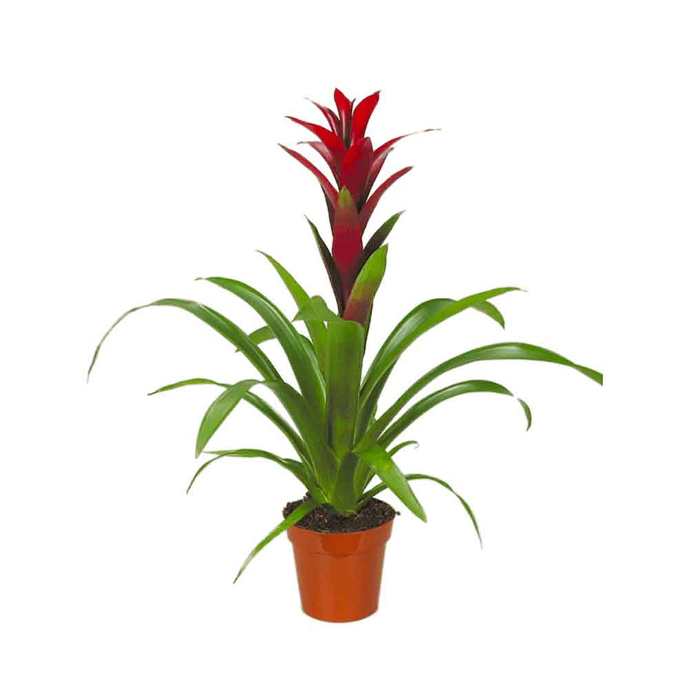 Bromelia Florence Rosu In Ghiveci Decorativ