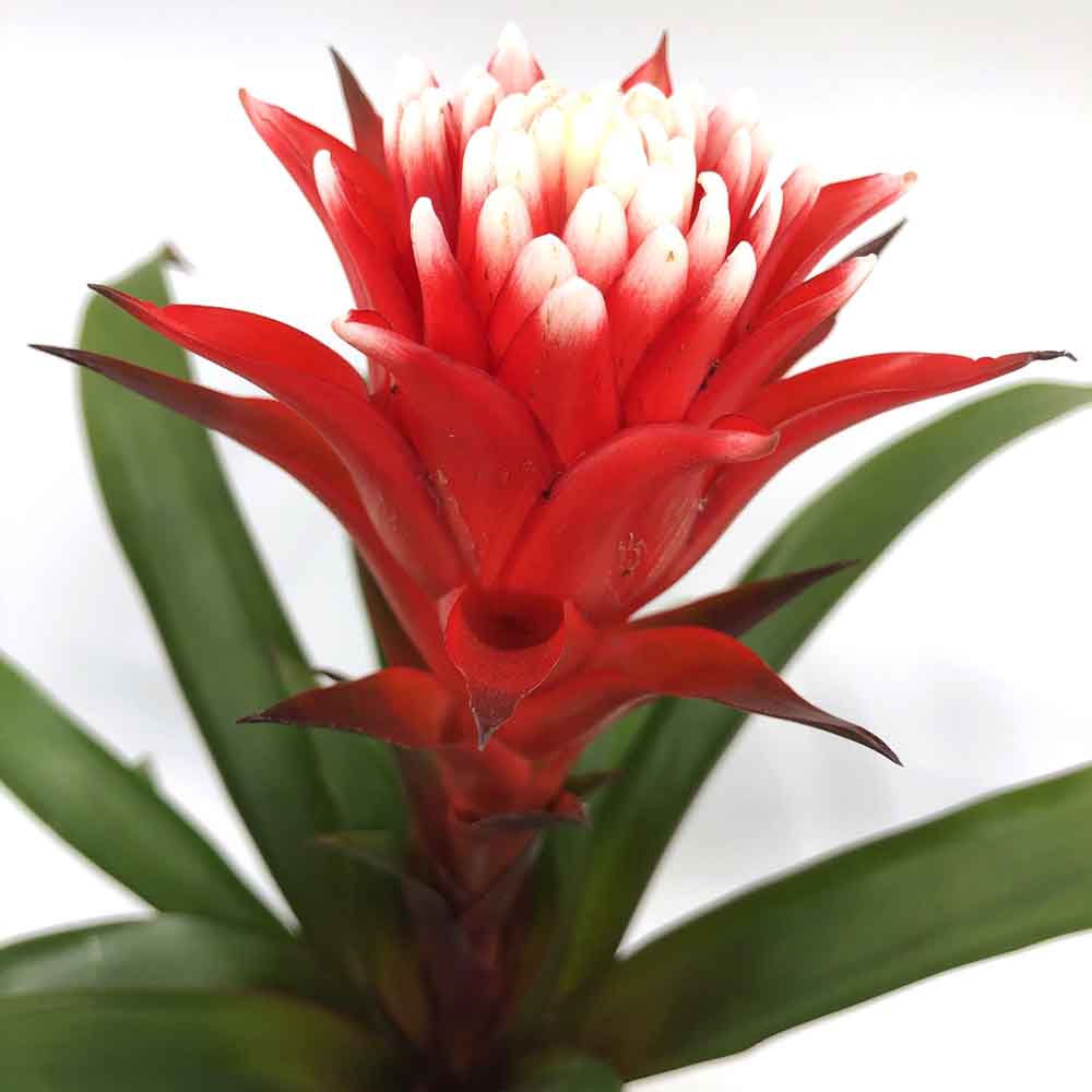 Bromelia Florence Rosu In Ghiveci Decorativ