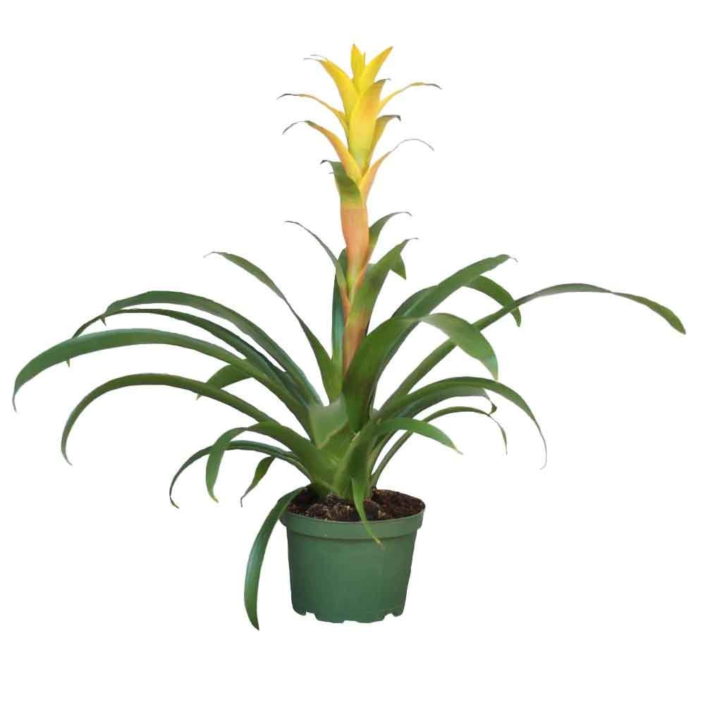 Bromelia Florence Galben In Ghiveci Decorativ