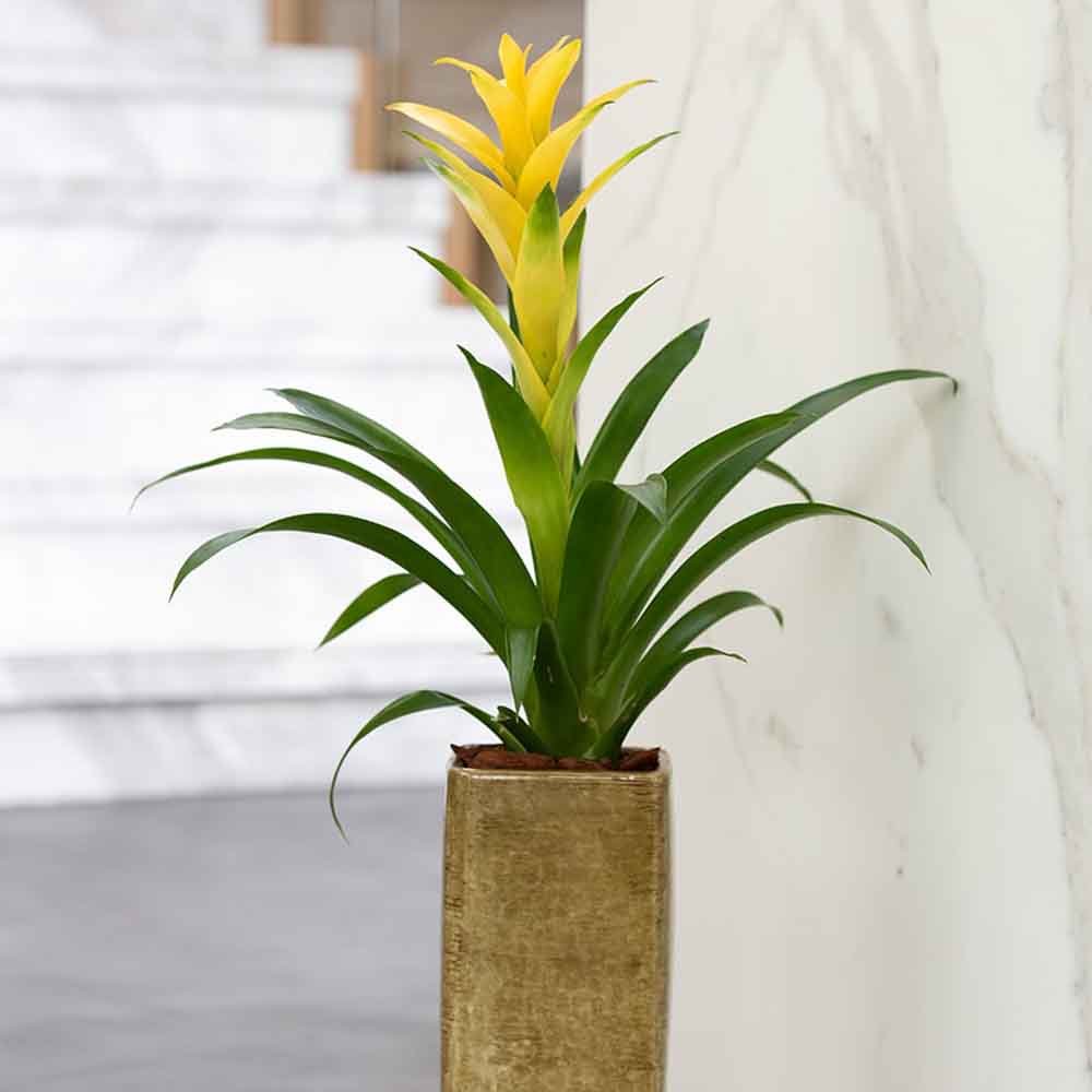 Bromelia Florence Galben In Ghiveci Decorativ