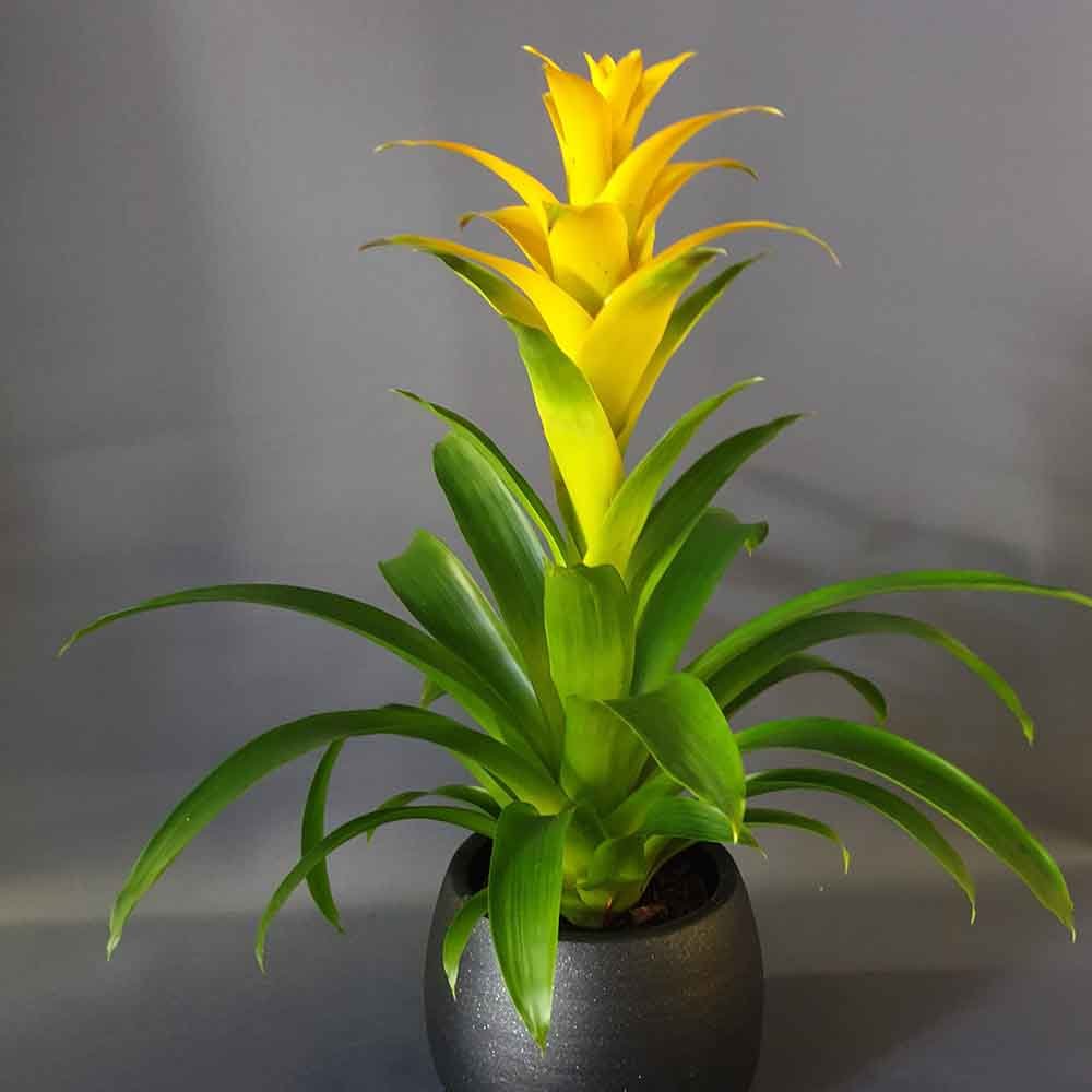 Bromelia Florence Galben In Ghiveci Decorativ