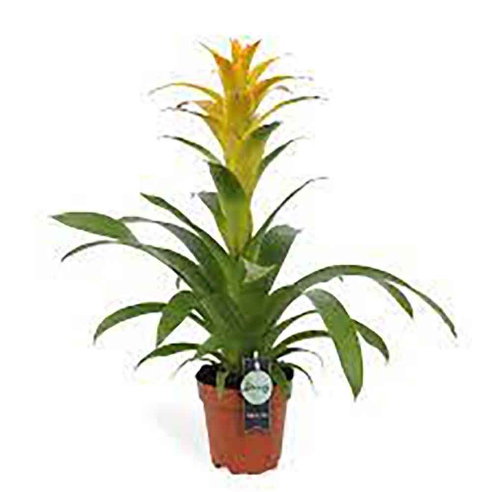 Bromelia Florence Galben In Ghiveci Decorativ