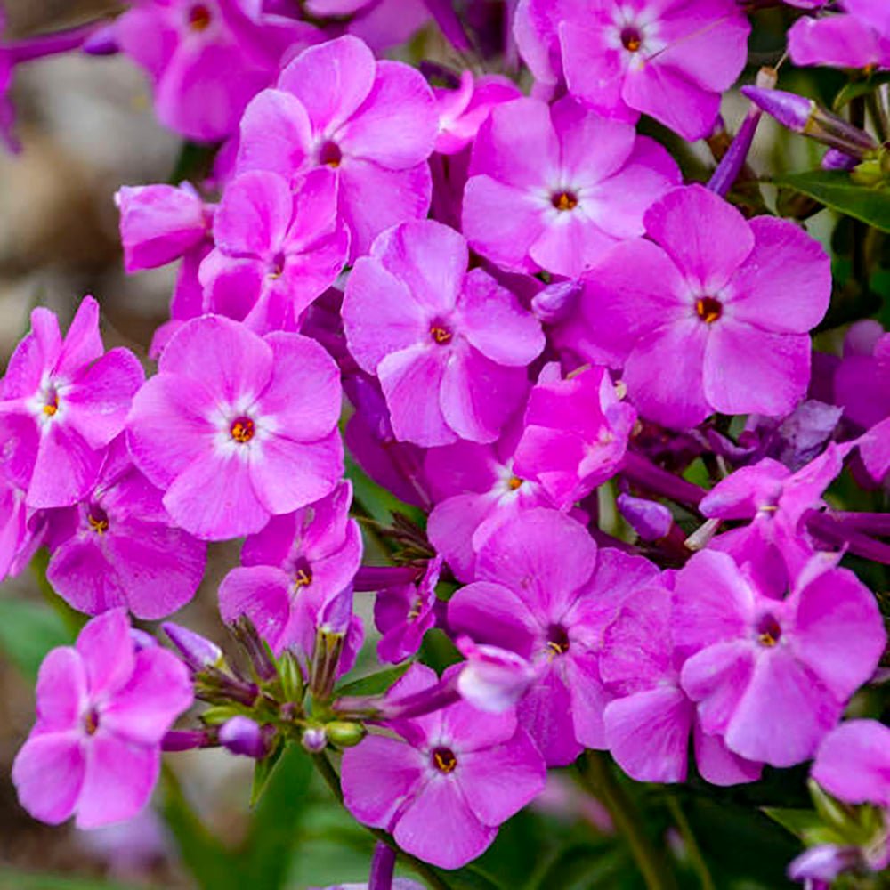 Brumarele Baby Doll Pink