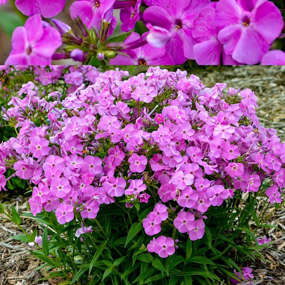 Brumarele Baby Doll Pink