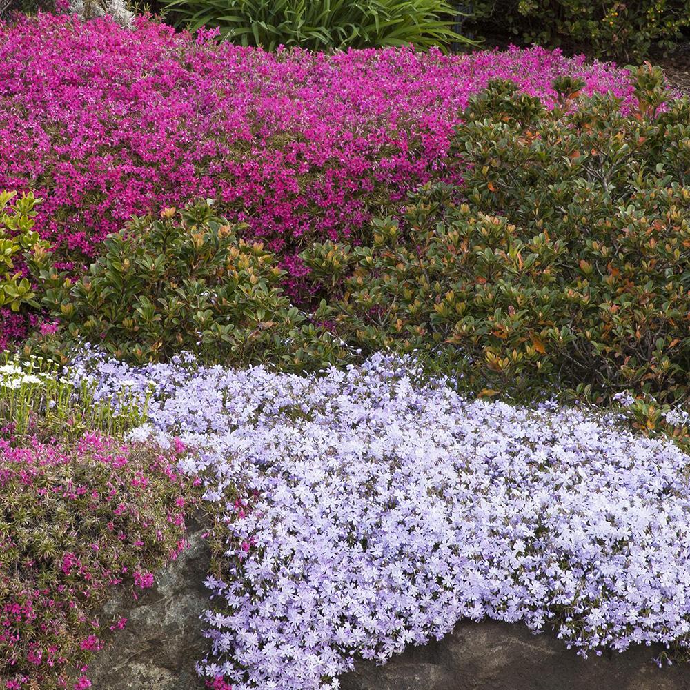 Brumarele Blue Flame