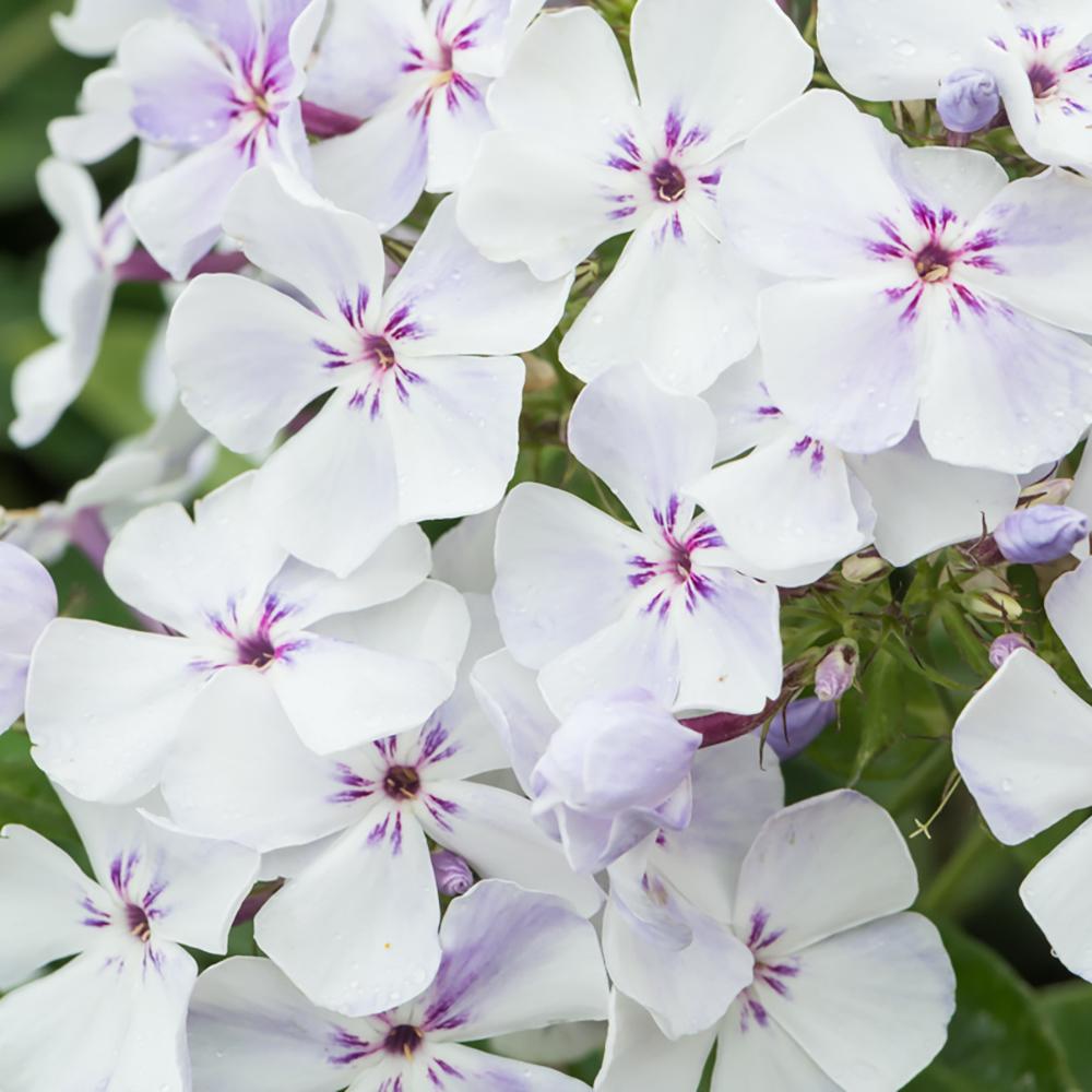 Brumarele Blue Flame