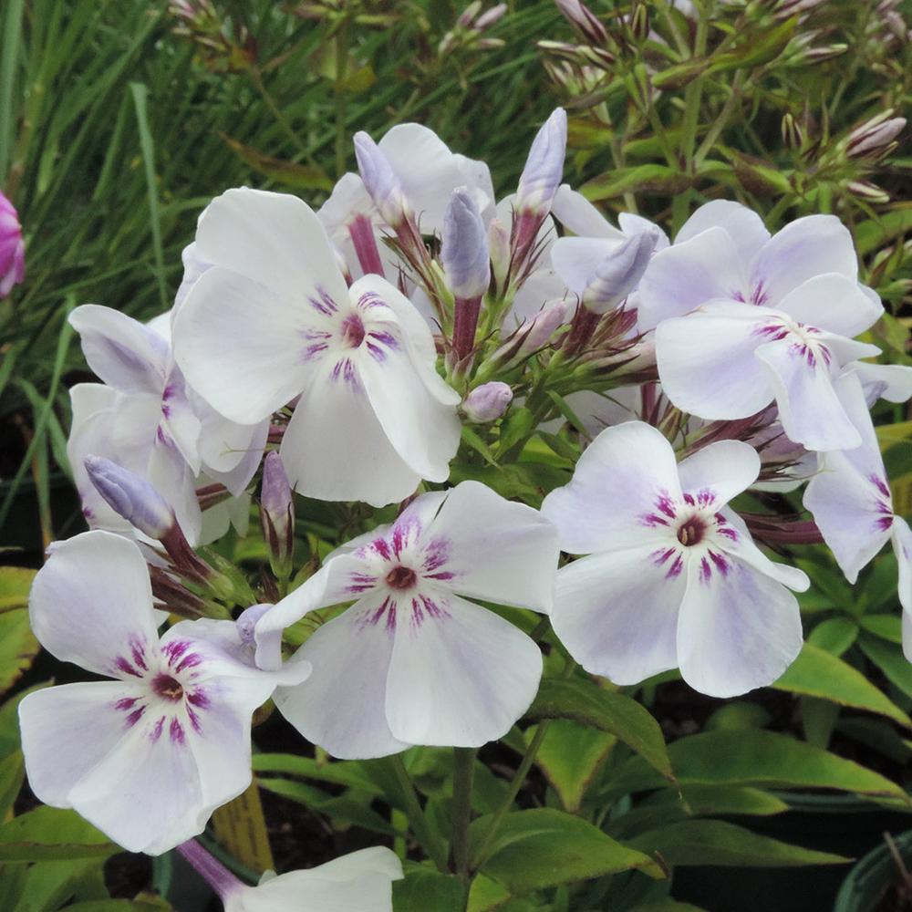 Brumarele Blue Flame