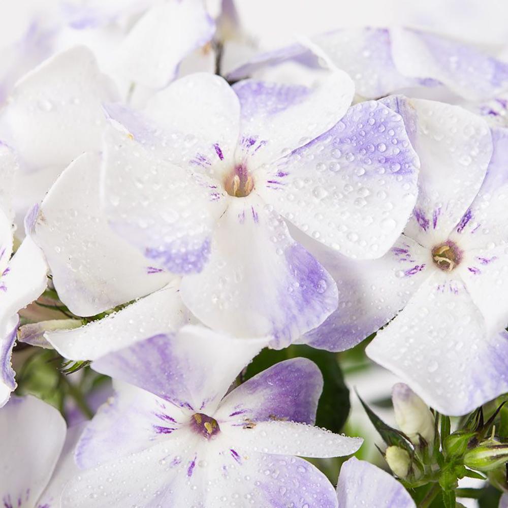 Brumarele Blue Flame