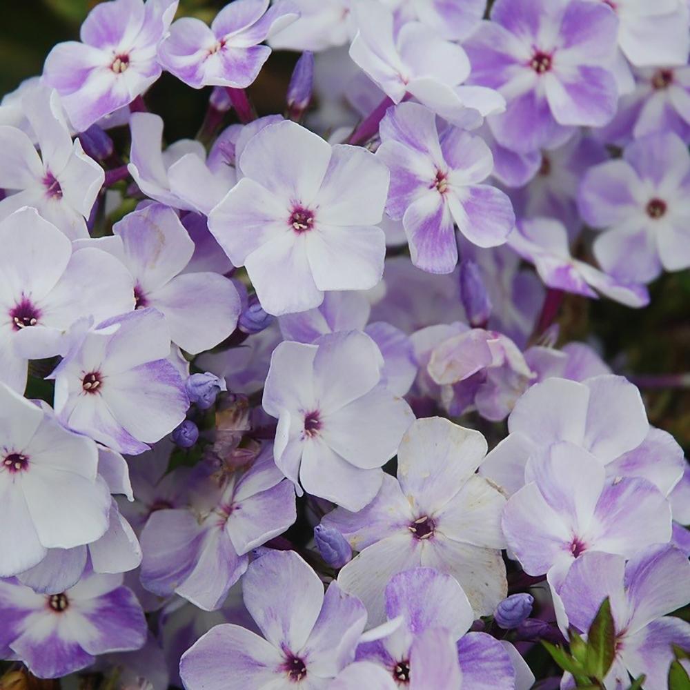 Brumarele Blue Flame