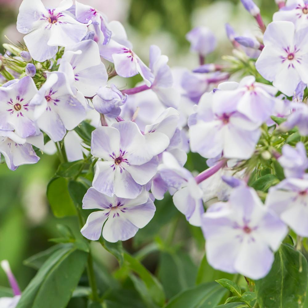 Brumarele Blue Flame