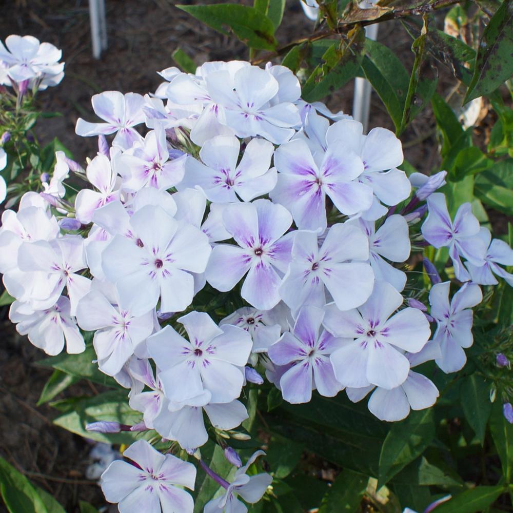 Brumarele Blue Flame