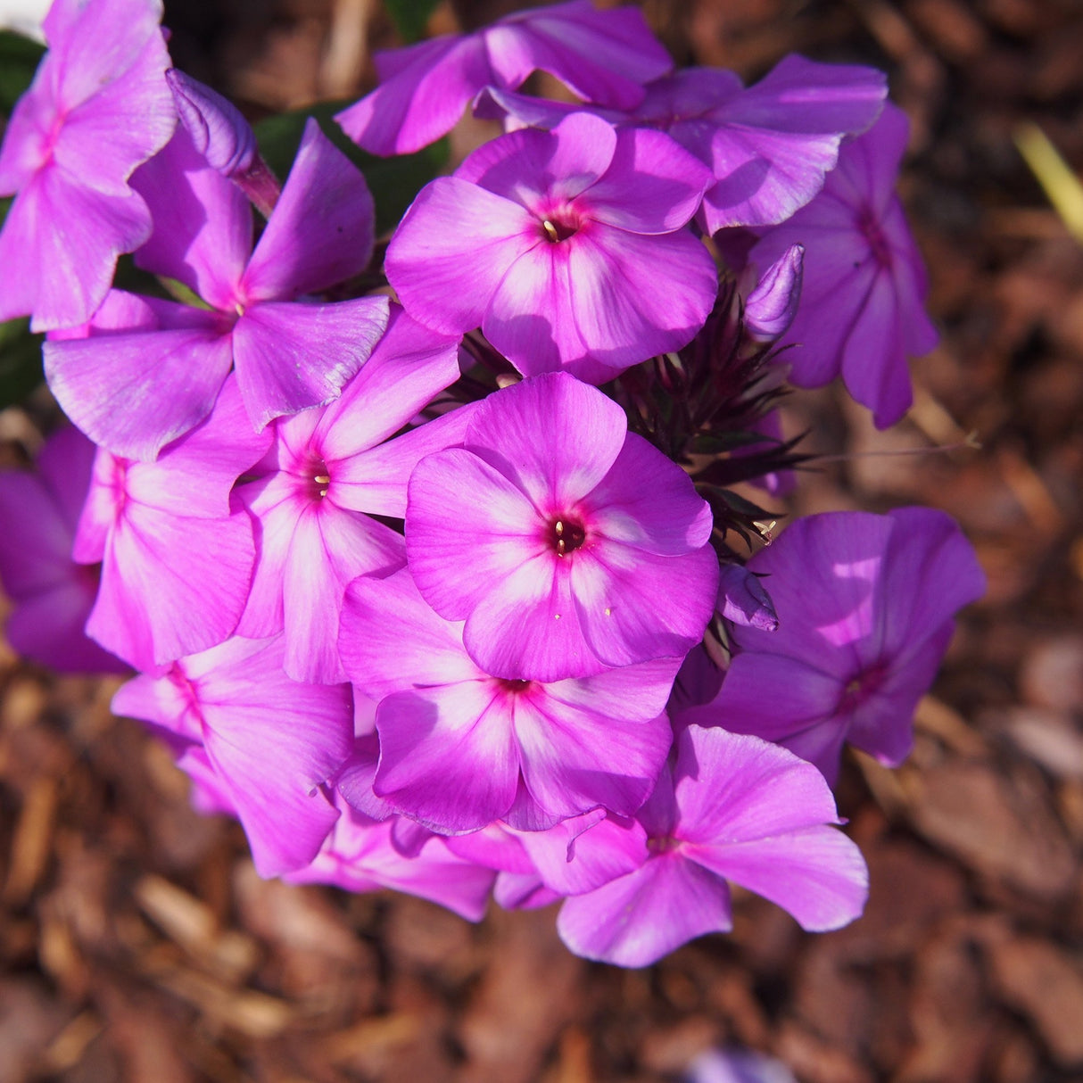 Brumarele Blue Paradise