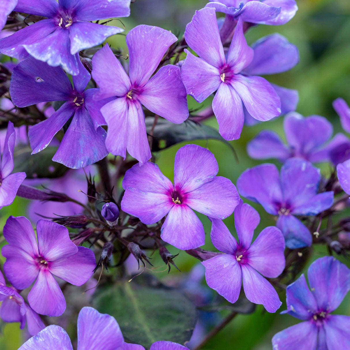 Brumarele Blue Paradise