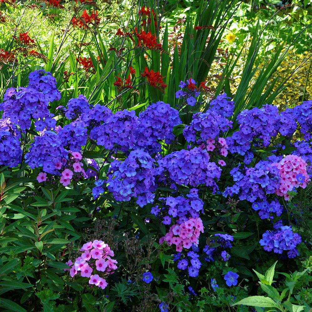 Brumarele Blue Paradise