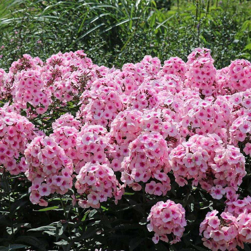 Brumarele Bright Eyes