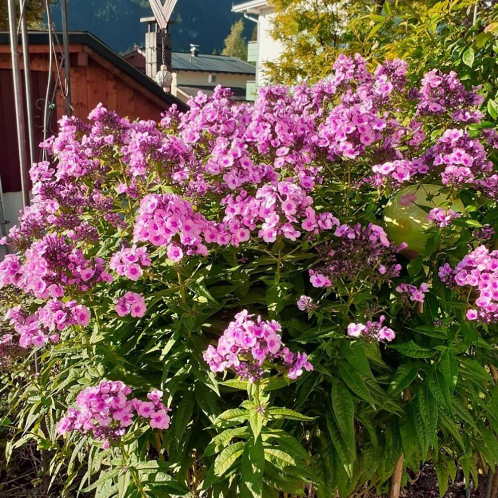 Brumarele Bright Eyes