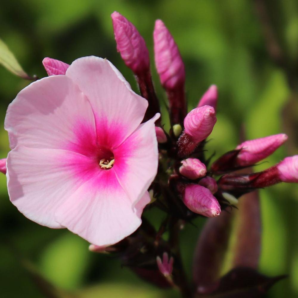 Brumarele Bright Eyes