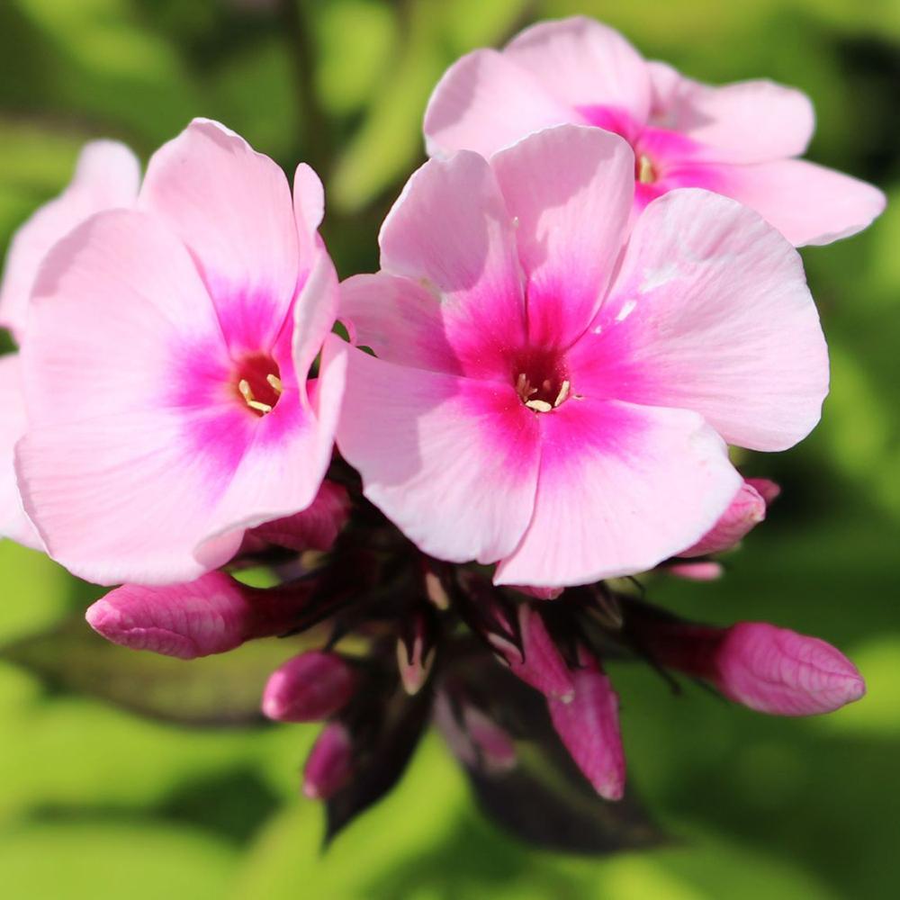 Brumarele Bright Eyes