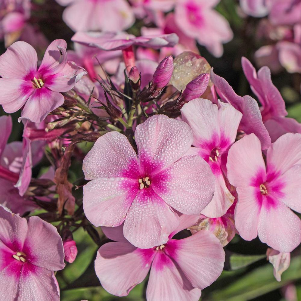 Brumarele Bright Eyes