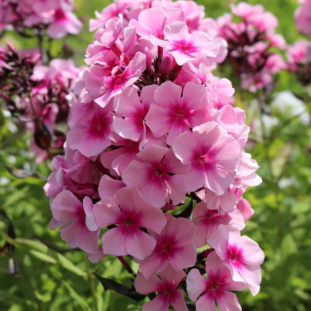 Brumarele Bright Eyes