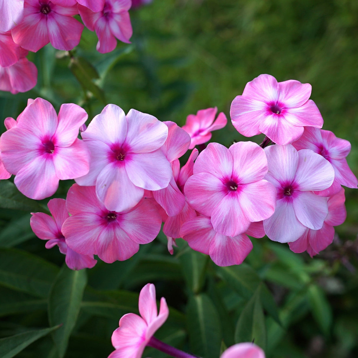 Brumarele Bright Eyes