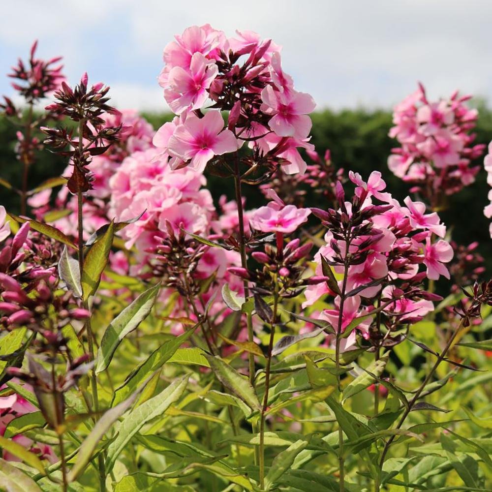 Brumarele Bright Eyes