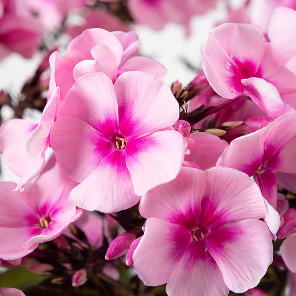 Brumarele Bright Eyes