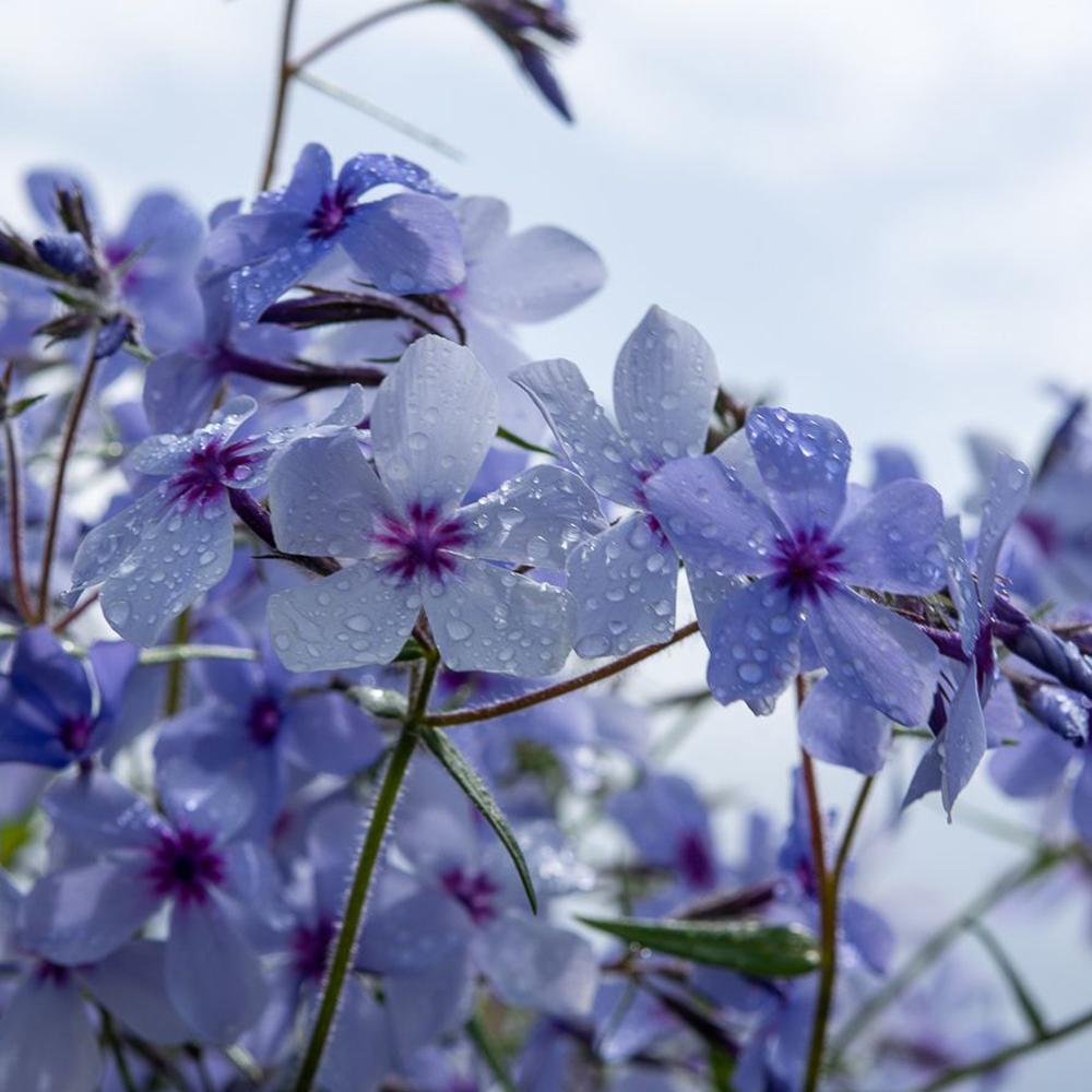 Brumarele Chattahoochee