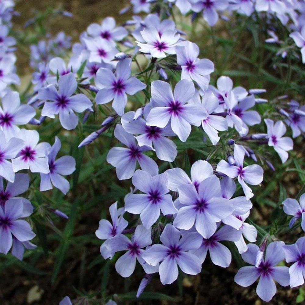 Brumarele Chattahoochee