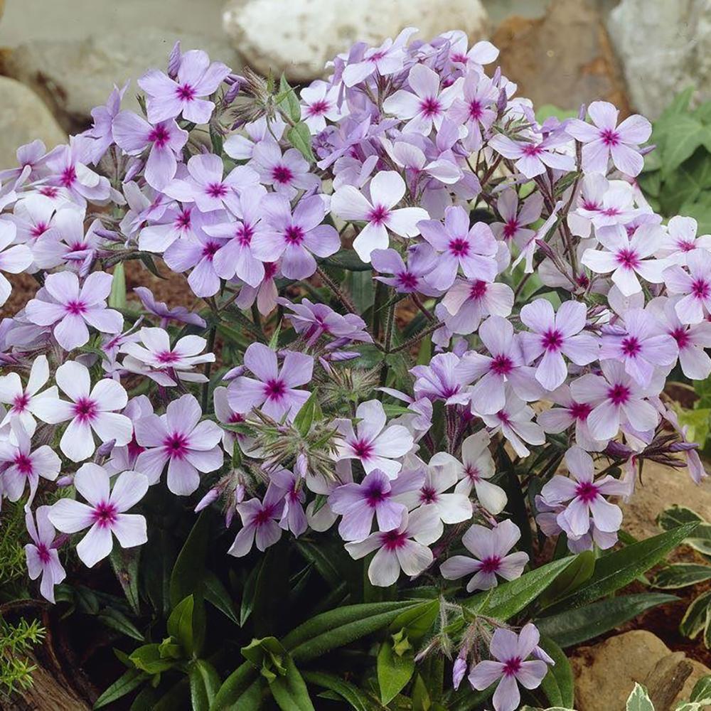 Brumarele Chattahoochee