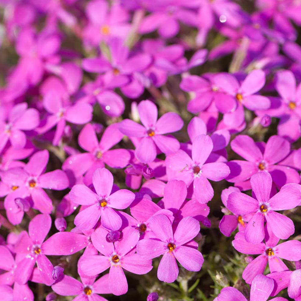 Brumarele Crackerjack