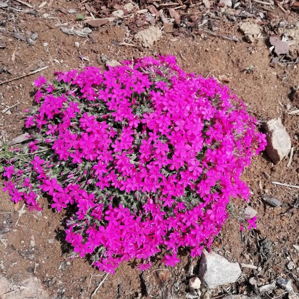 Brumarele Crackerjack