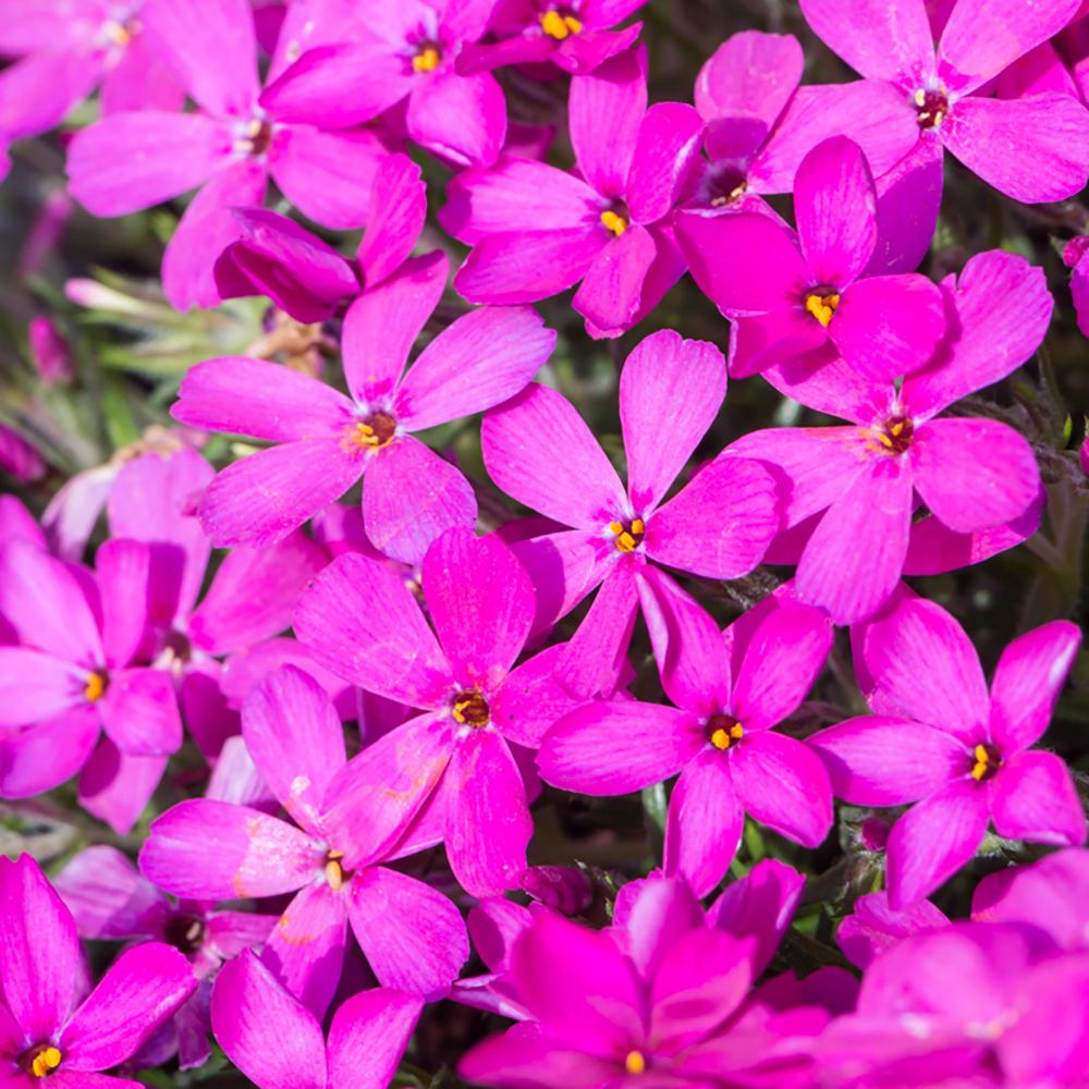 Brumarele Crackerjack