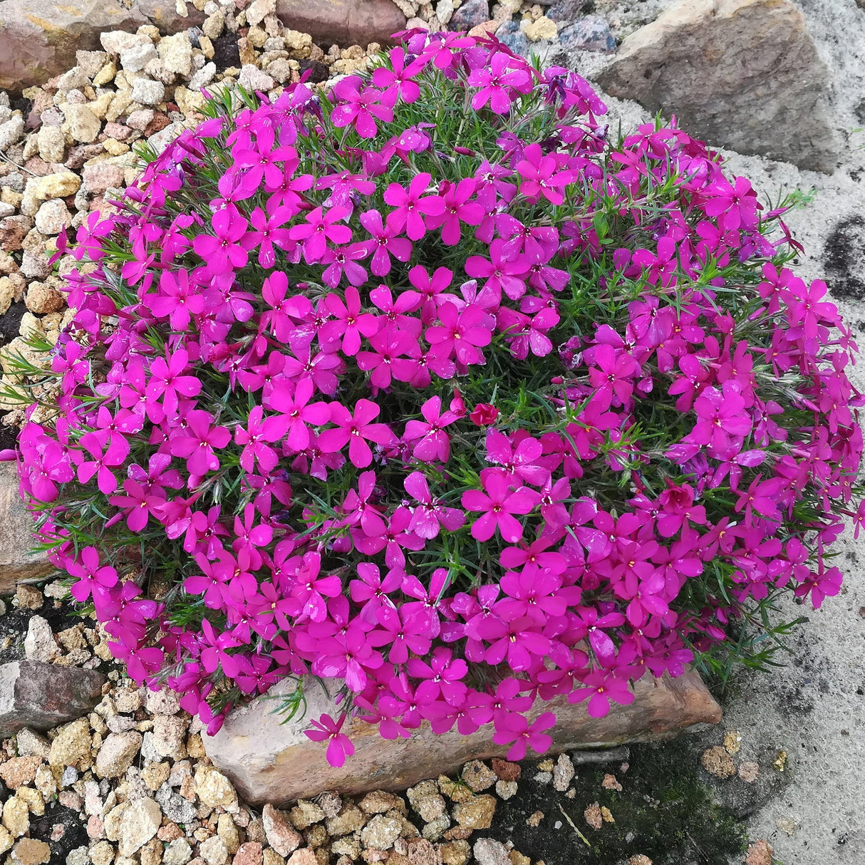 Brumarele Crackerjack