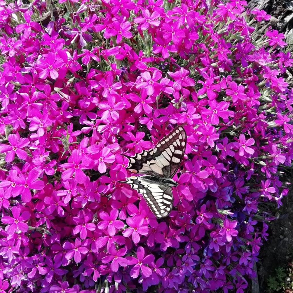 Brumarele Crackerjack