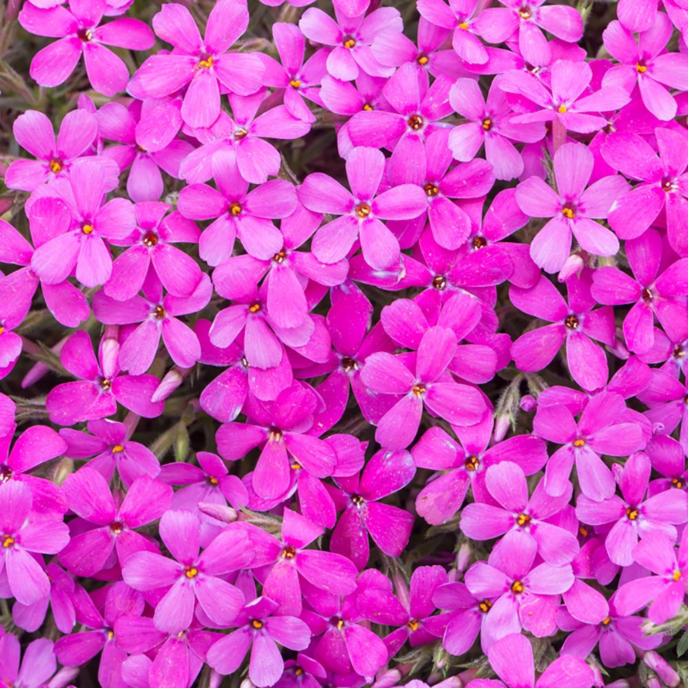 Brumarele Crackerjack