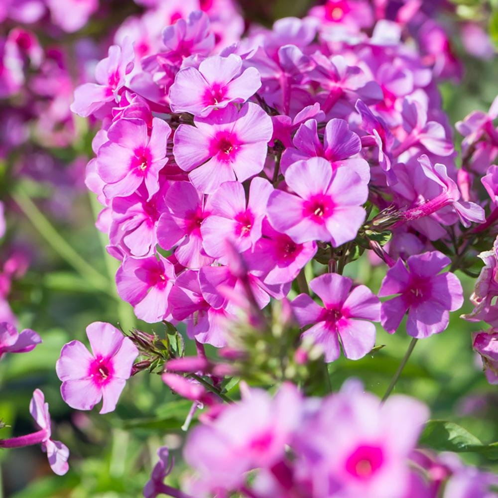 Brumarele Dorffreude