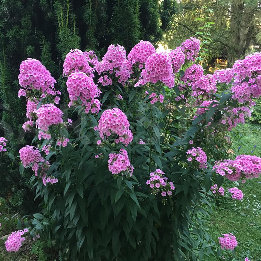 Brumarele Dorffreude