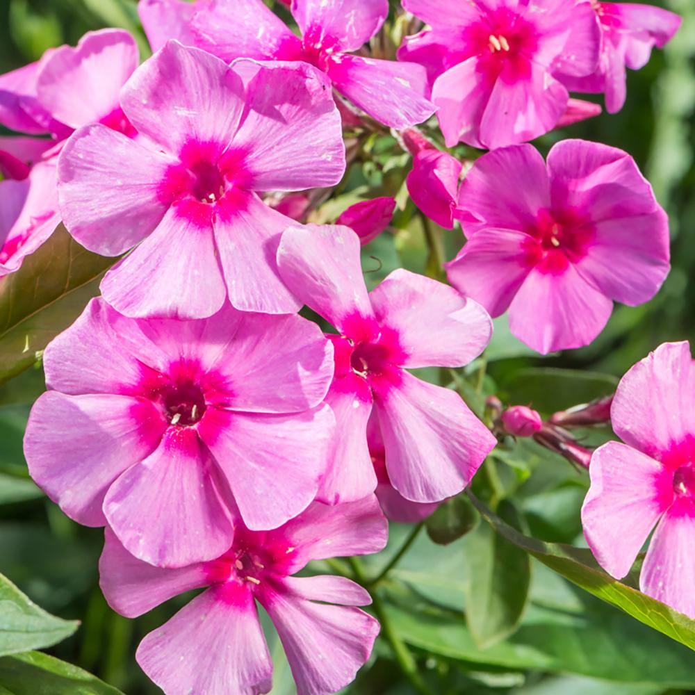 Brumarele Dorffreude