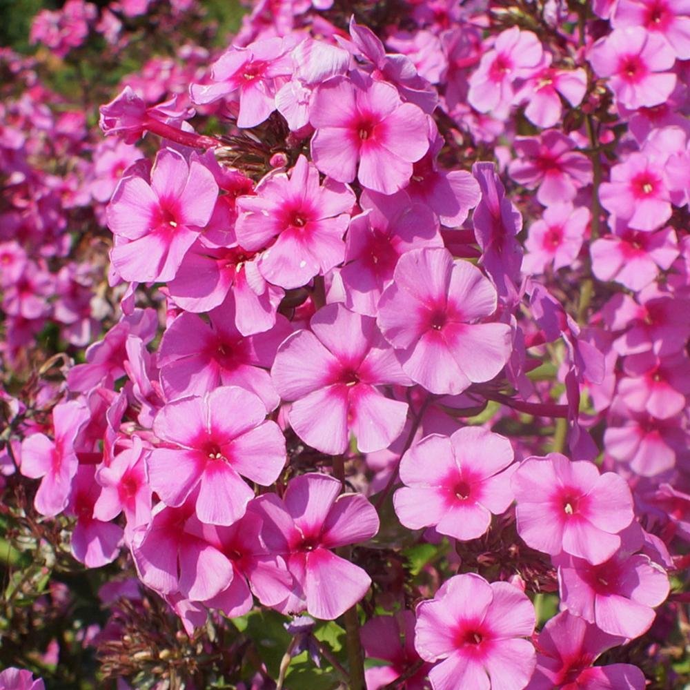 Brumarele Dorffreude