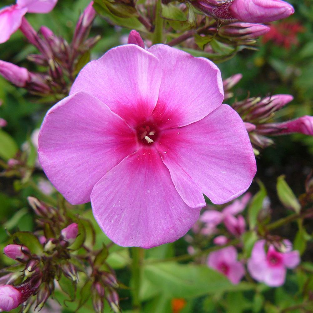 Brumarele Dorffreude