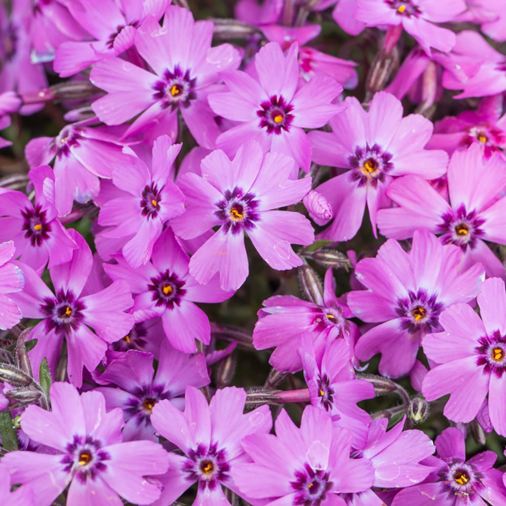 Brumarele Fabulous Dark Rose Eye